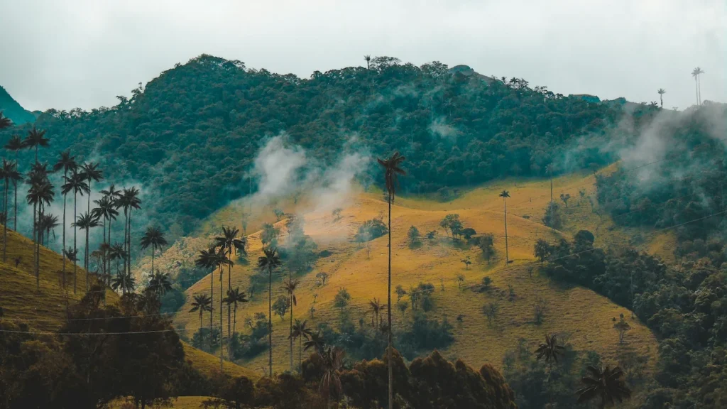 Misty green hillsides dotted with tall Quindío wax palm trees in Cocora Valley, Colombia