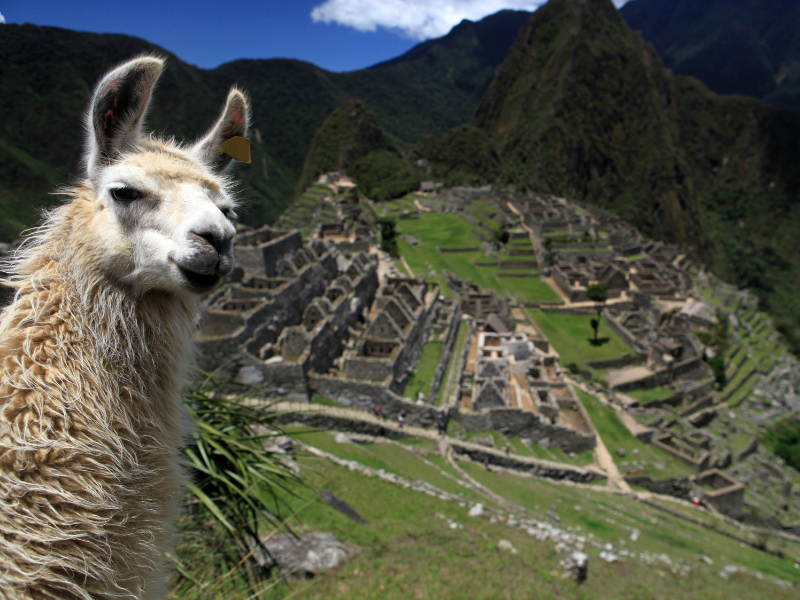 A llama at the Machu Picchu historic site