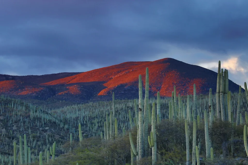 Cardon or Saguaro cacti forest in front of a mountain lit by red sunset light under dark storm clouds