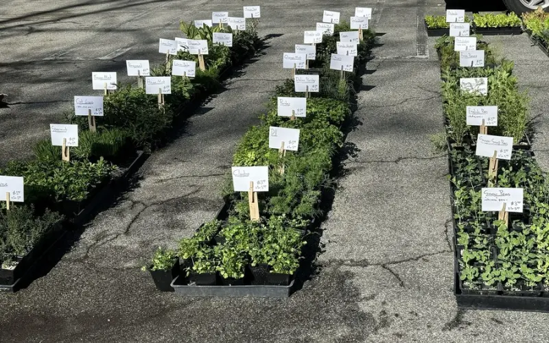 Rows of fresh herbs and plants for sale at the Venice Farmer’s Market.