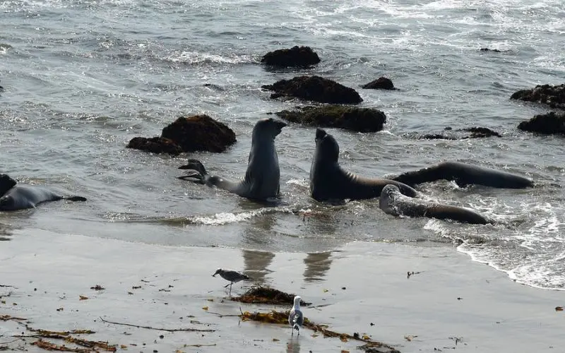 Elephant seals lying on the beach at Piedras Blancas Elephant Seal Rookery.