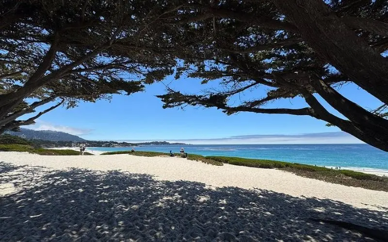 Carmel River State Beach seen through the shade of large trees.