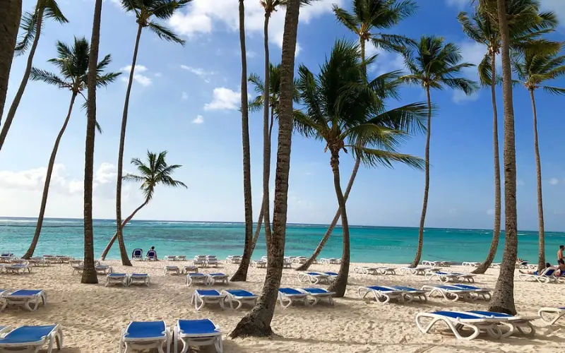 Palm trees and lounge chairs on the beach at Club Med Punta Cana in the Dominican Republic.