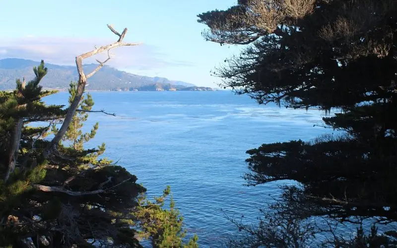 Ocean view framed by trees along Scenic Road.
