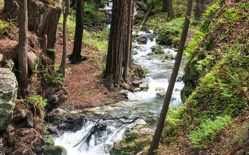 A flowing creek surrounded by tall redwoods at Limekiln State Park.