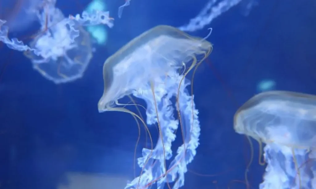 Close-up of translucent jellyfish with long tentacles floating in a blue tank at The Maritime Aquarium at Norwalk.