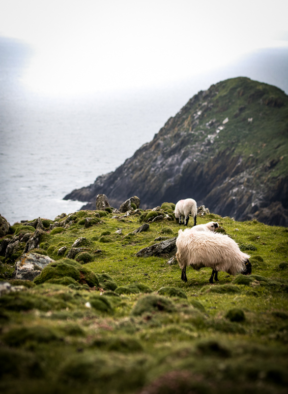 Ireland is one of my favorite places to visit