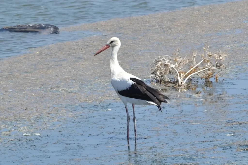 Kalloni Salt Pans