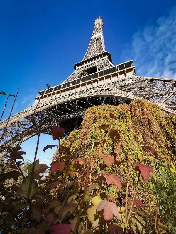 View of the Eiffel Tower from below with autumn leaves and vines in the foreground under a clear blue sky.