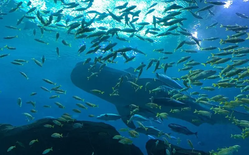 Schooling fish swimming in a large tank at Georgia Aquarium.