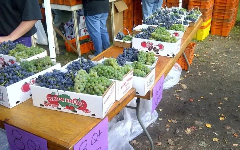 Fresh grapes displayed at the Naples Grape Festival.