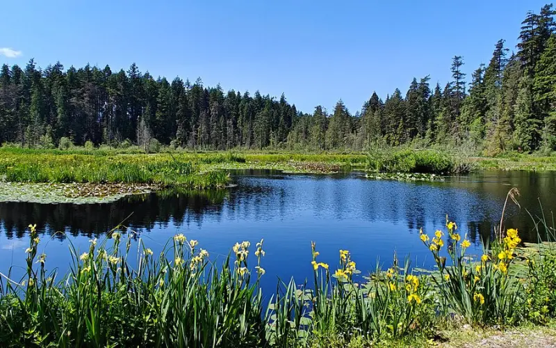 Stanley Park has a peaceful pond surrounded by trees and flowers.