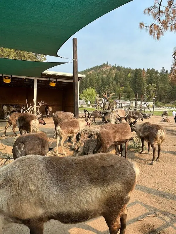 Group of reindeer under a shaded area at Leavenworth Reindeer Farm.