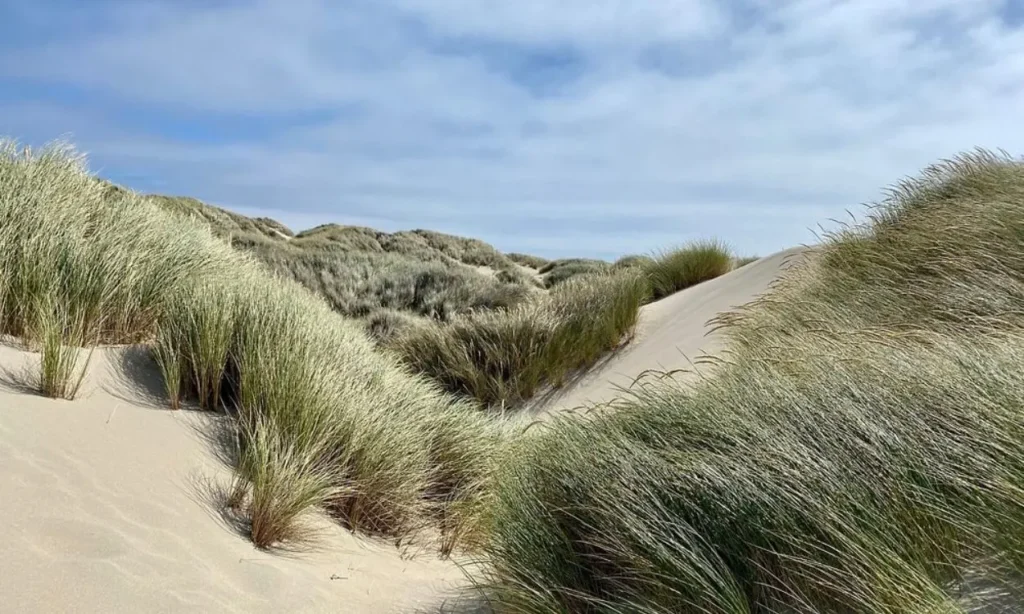 Rolling sand dunes covered with tall grasses at Oregon Dunes National Recreation Area.