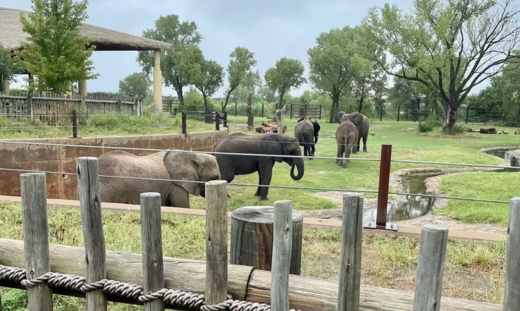 A group of elephants in their enclosure at Sedgwick County Zoo.