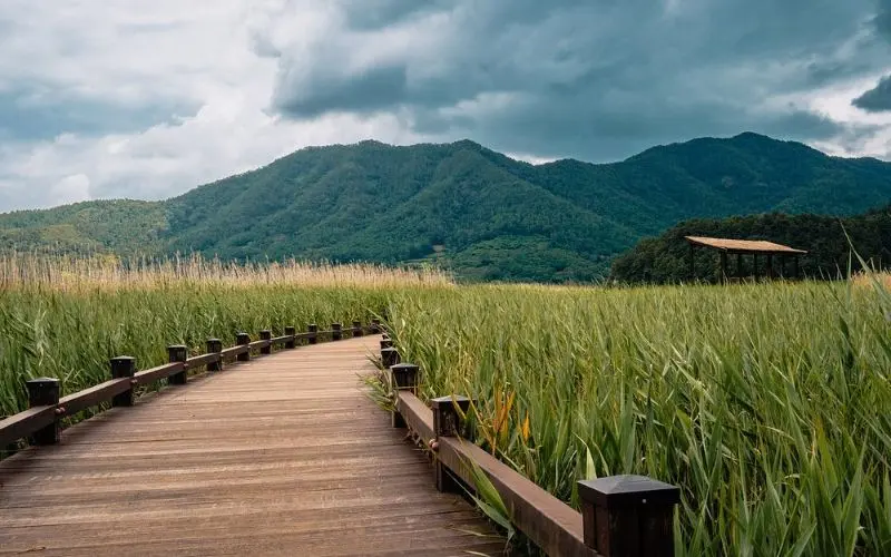 A wooden boardwalk through tall reeds in Suncheon.