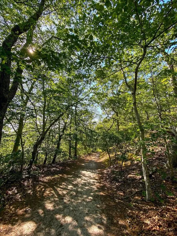 Sunlight filtering through trees along the Beech Forest Trail.