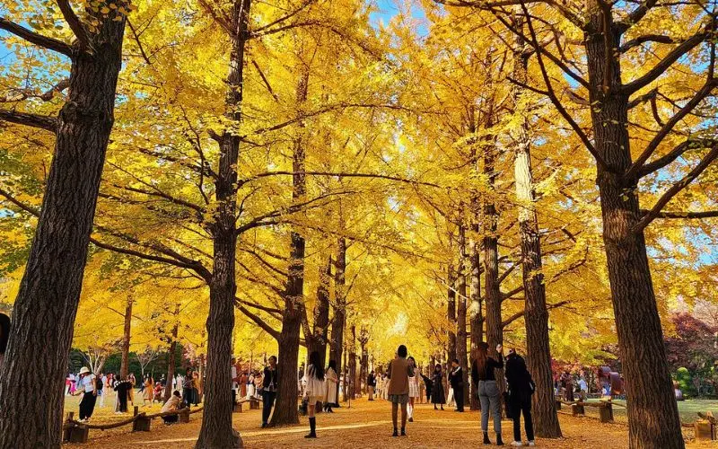 People walking under golden autumn trees in Chuncheon.