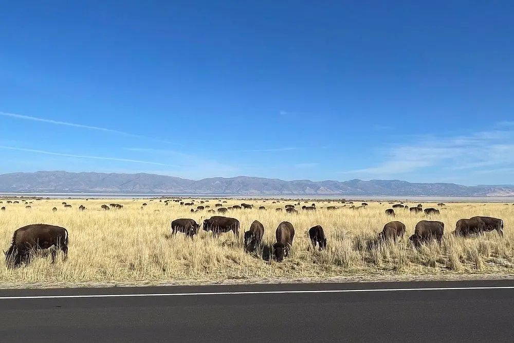 A herd of bison grazing in the fields at Antelope Island State Park, Utah.