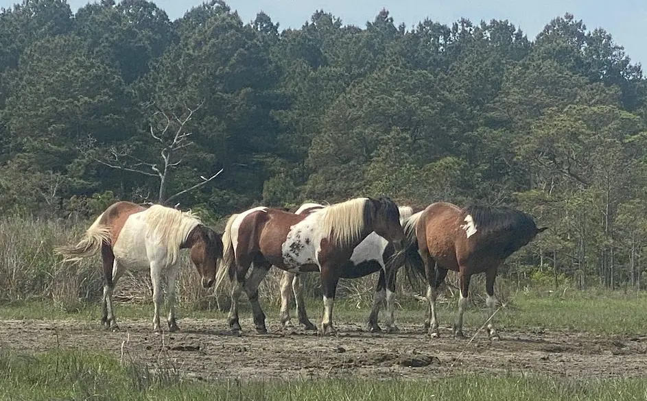 Grand Boat Tour around Chincoteague and Assateague Islands