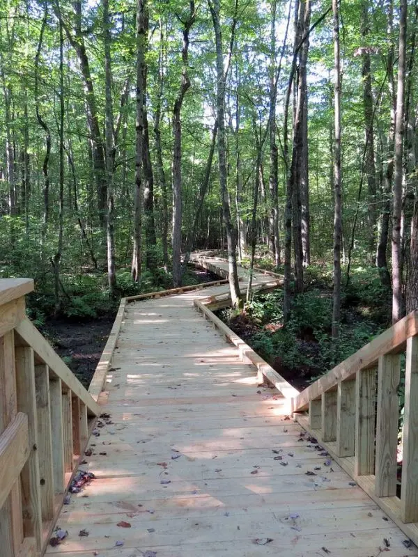A wooden boardwalk trail surrounded by trees at Great Swamp National Wildlife Refuge.
