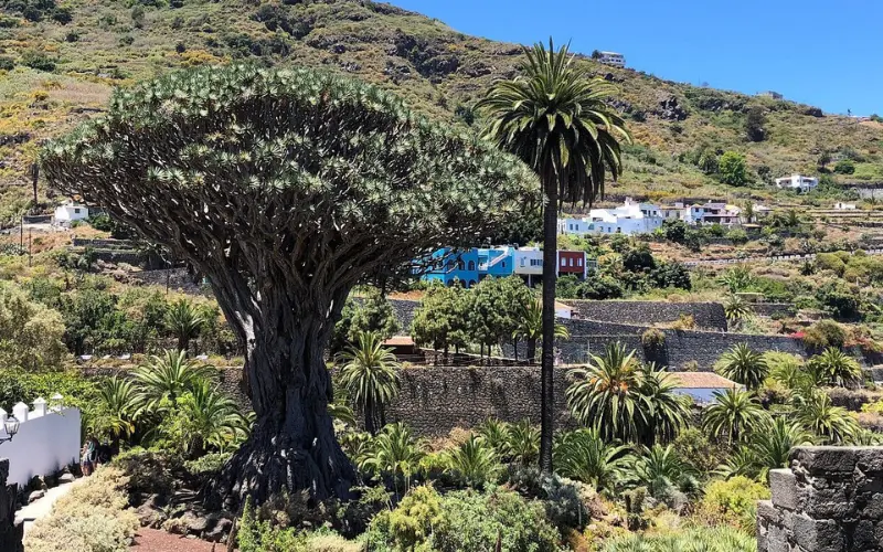 Ancient dragon tree surrounded by gardens in Icod de los Vinos.