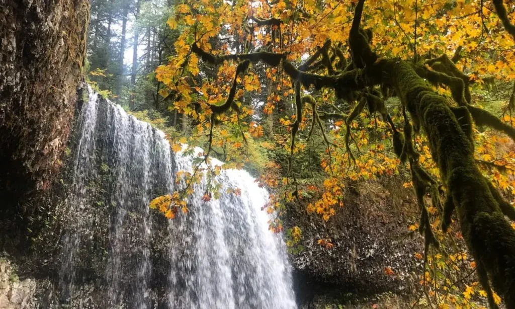 Waterfall framed by mossy branches and autumn leaves at Silver Falls State Park.