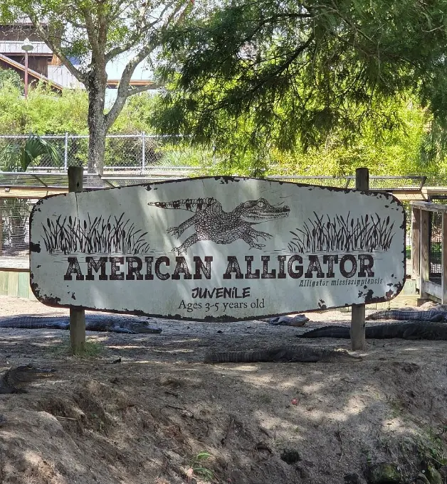 Alligator Adventure