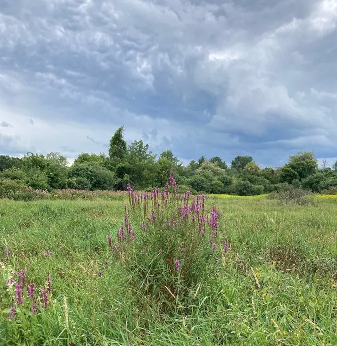 Mass Audubon Canoe Meadows Wildlife Sanctuary