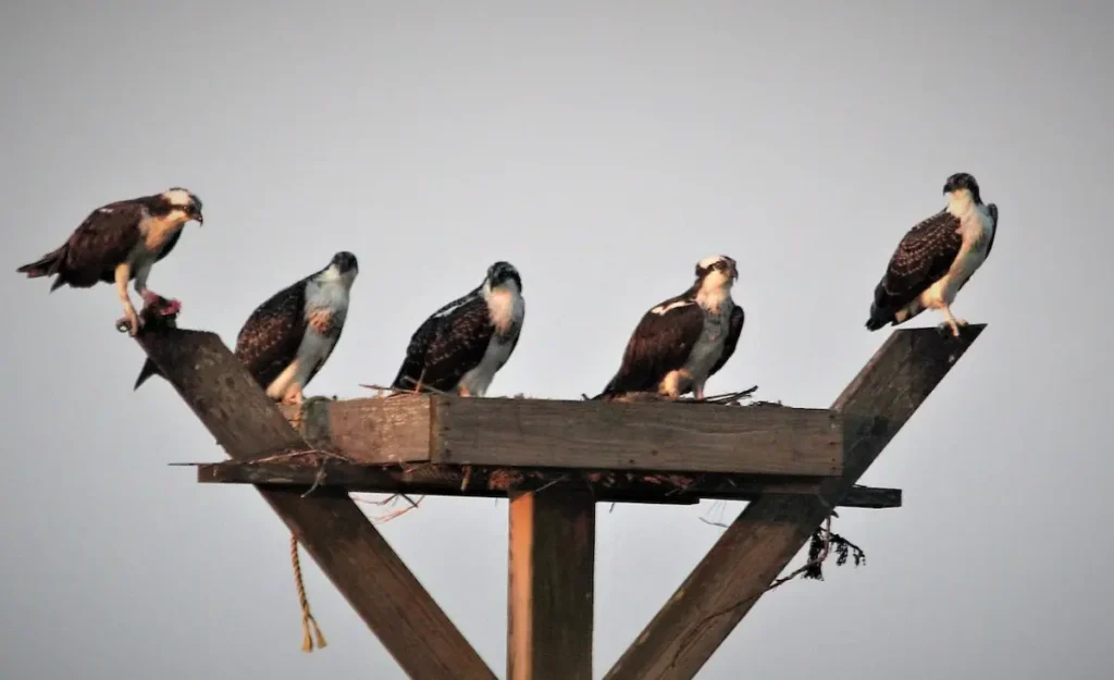 Birding By Boat on the Osprey