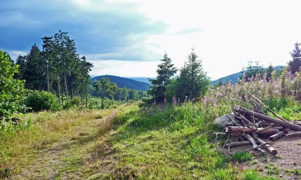 A scenic trail through grassy fields and forested hills along the Rennsteig.