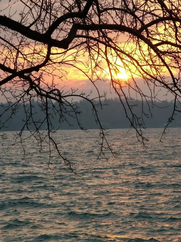 The sun sets over the water at Finger Lakes with tree branches in silhouette.