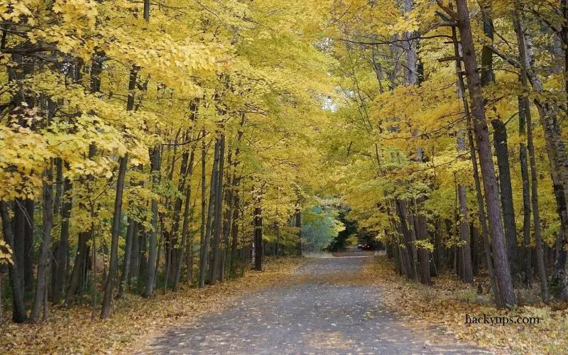 A tree-lined path with golden autumn leaves in Door County.