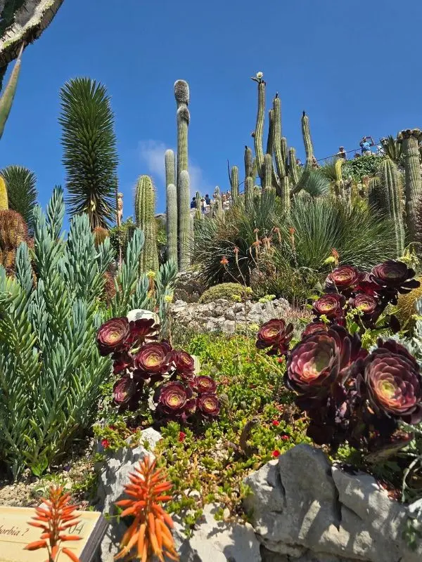 Colorful cacti and succulents fill the Jardin Exotique d’Èze under a bright blue sky.