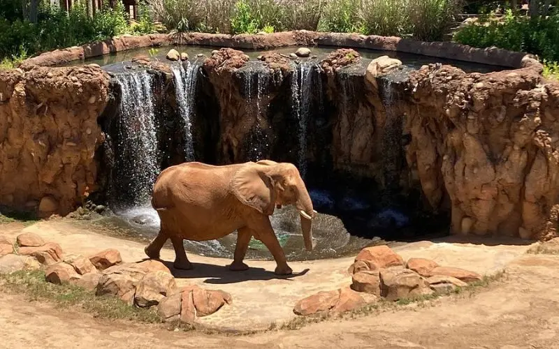 Elephant walking past a rock waterfall at Zoo Atlanta.