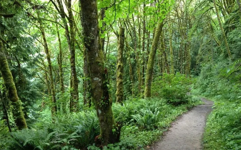 Shaded hiking trail surrounded by tall trees in Forest Park.