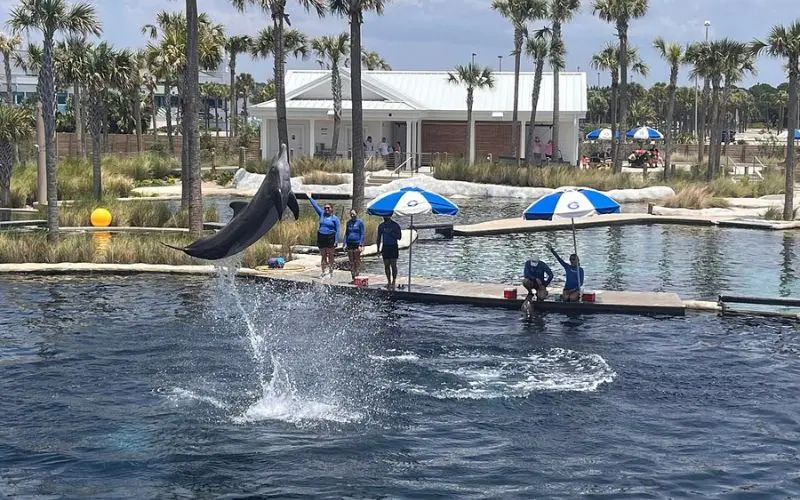 Dolphin leaping out of the water during a show at Gulfarium Marine Adventure Park.