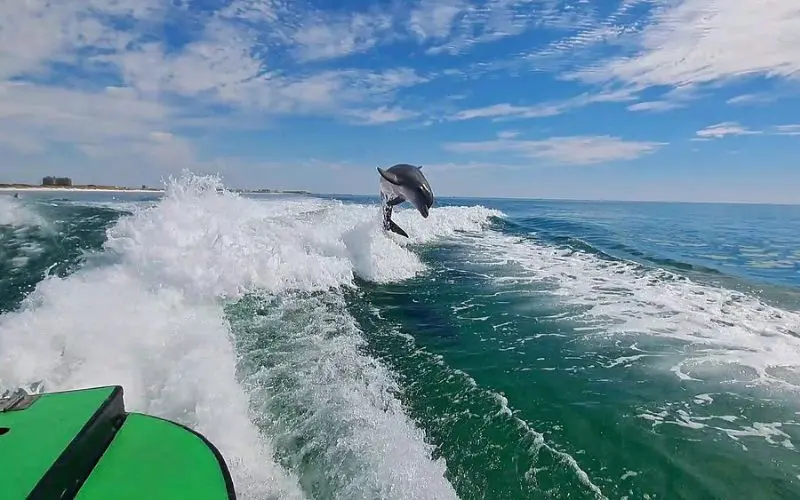 Dolphin jumping behind a boat on the Hydrojet Dolphin Cruise.