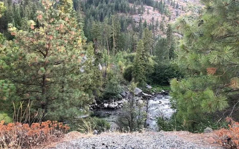 Scenic forest view with a river running through Icicle Gorge Trail.