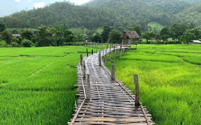 A bamboo bridge winds through green rice fields in Pai.
