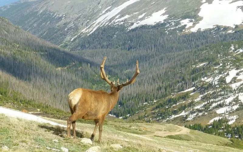 Elk standing on a slope overlooking Rocky Mountain National Park.