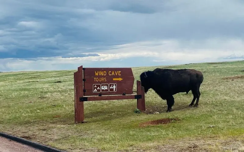 A bison stands beside a Wind Cave National Park tour sign.