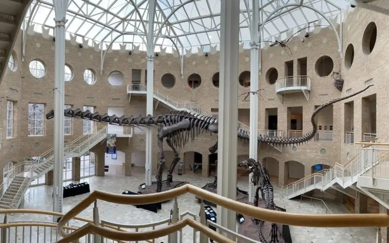 Large dinosaur skeleton exhibit inside Fernbank Museum of Natural History.