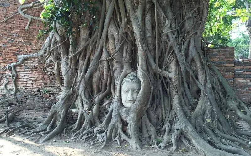 A Buddha head is entwined in the roots of a tree at Ayutthaya.