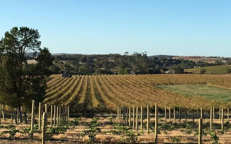 Neatly aligned vineyard rows stretching across Barossa Valley.