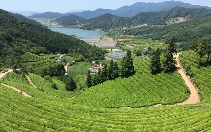Rolling green tea fields with mountains in Boseong.