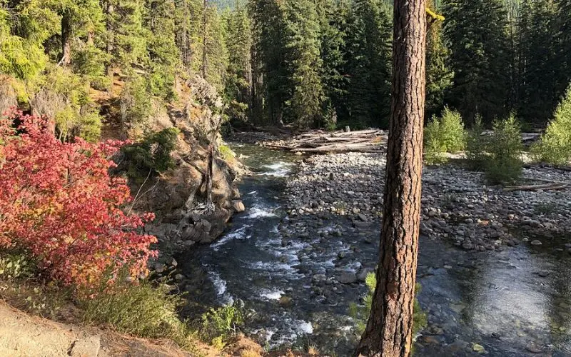 Scenic forest river view with colorful foliage along Cascade Loop.