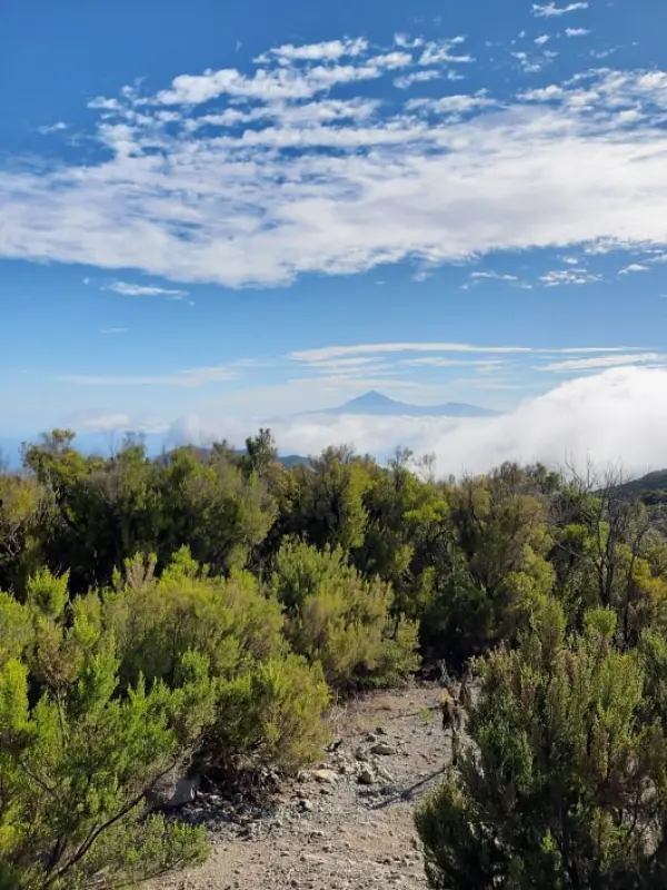Mountain view with clouds and greenery at Garajonay National Park.