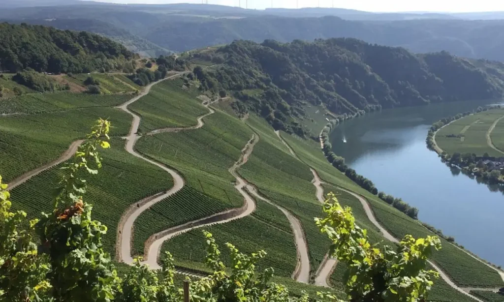 Winding vineyard paths overlooking the Moselle Valley and river.