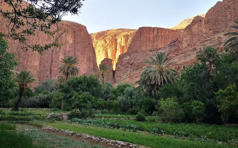 Green oasis with palm trees beneath the towering cliffs of Todra Gorge.